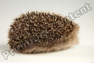 Hedgehog - Erinaceus europaeus  0027